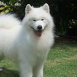 Samoyeds from Pacific Mist Samoyeds