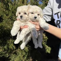 Romeo Snow Angel - male Maltese puppy in Anza, California from Top Shepherd - Snow Angels Bichon Frisé, Maltise.