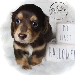 Dachshund Puppies from Bald Mountain Dachshunds