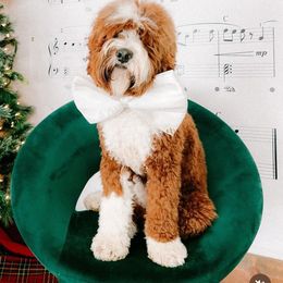 Walter - Australian Labradoodle