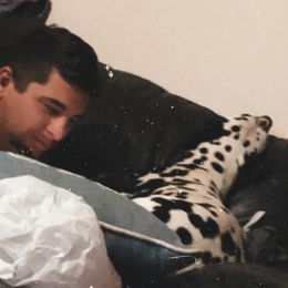 Dalmatian and Shetland Sheepdog Puppies from Karmayne Kennels