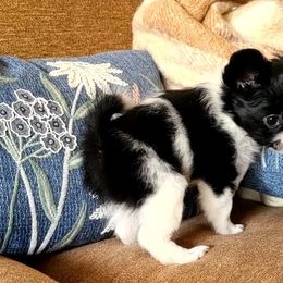 Papillon Puppies from Happy Paps