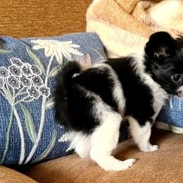 Papillon Puppies from Happy Paps