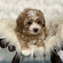Maltipoos from Maltipoo FurBabies