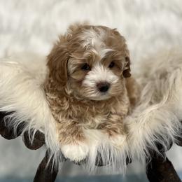 Maltipoos from Maltipoo FurBabies