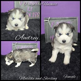 Audrey - Black and white female Siberian Husky puppy in Bloomfield, Indiana from Paiges lil huskies