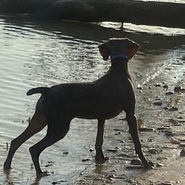 K and K Calypso’s Legacy  - Weimaraner