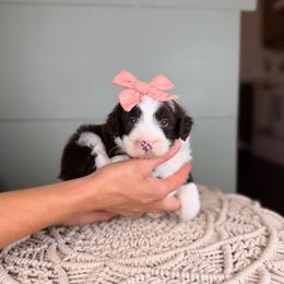 Delray - Brown and white female Aussiedoodle puppy in Sweetwater, Florida from Sandy Snout Doodles
