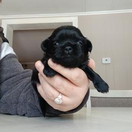 Littia - Black female Shih Tzu puppy in Brodnax, Virginia from Kbsshihtzus