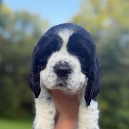 Rowan's Creek - Black and white female English Springer Spaniel puppy in Hawesville, Kentucky from Bristol’s Southern English Springer Spaniels