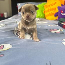 One - Silver female Chihuahua puppy in Charlotte, North Carolina from Lawinski’s Chihuahua World