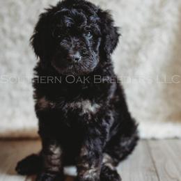 Bernedoodle Puppies from Southern Oak Breeders LLC