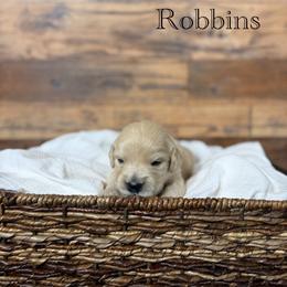 Robbins - Golden male Golden Retriever puppy in Fruitland, Idaho from Bethel Retrievers