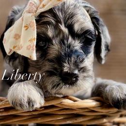 Pink Color - Merle female Goldendoodle puppy in Murfreesboro, Tennessee from Cherry Lane Farm Doodles