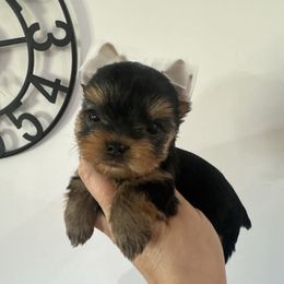 Layla - Black and gold female Yorkshire Terrier puppy in Fredericksburg, Indiana from Yorkie Blessings