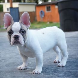 Girl 4 - White and fawn French Bulldog puppy in Washington from Pawcific Coast Bullies