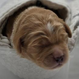 Elizabeth - black - Apricot female Goldendoodle puppy in Phoenix, Arizona from Kerri's Goldendoodles