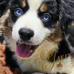 Gavin - Price 1350 - Black tri male Miniature Australian Shepherd puppy in Ennis, Texas from God’s Little Aussies