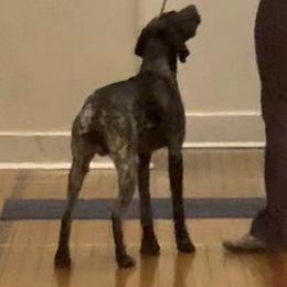 German Shorthaired Pointers from RedGate Kennels