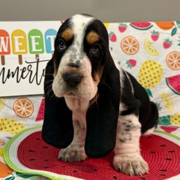 Ray Ban (black collar) - Black brown and white male Basset Hound puppy in Edmonton, Kentucky from RiverBottom Bassets