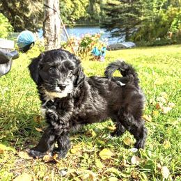 Aussiedoodle Puppies from Paisleys Doodles AK