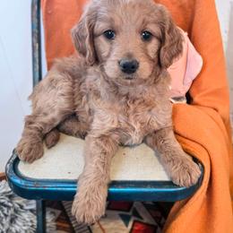 Willow - Red  female Goldendoodle puppy in Gunnison, Utah from Curls and Camo Pups
