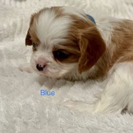 Cavalier King Charles Spaniel Puppies from Rhonda Davis