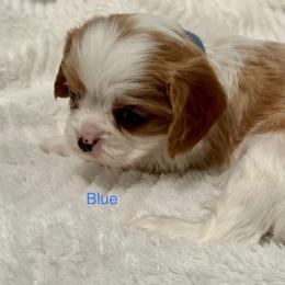 Cavalier King Charles Spaniel Puppies from Rhonda Davis