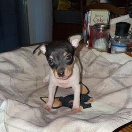 Riley Pup 2 - White black and tan male Toy Fox Terrier puppy in Clermont, Florida from Debbie Hiles's Toy Fox Terriers