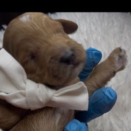 Sugar - Apricot female Goldendoodle puppy in Richmond, Texas from Harper’s Heartbeats