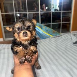 Nala - Black and tan female Yorkshire Terrier puppy in Pomona, California from Lunio's Yorkies