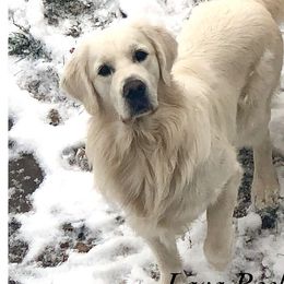 Hilo - Golden Retriever