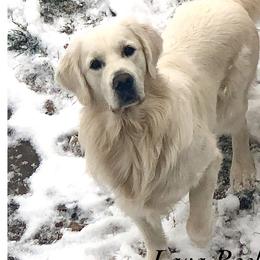 Hilo - Golden Retriever