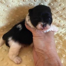 Meadow - Black and tan parti female Pomeranian puppy in Success, Missouri from Sweet Success