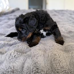 Theodore - Phantom male Bernedoodle puppy in Tulsa, Oklahoma from Magnolia Blossom Bernedoodles