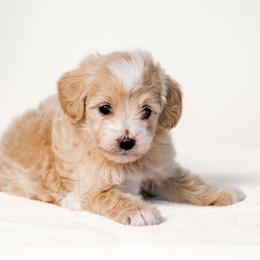 DJ - Cream female Goldendoodle puppy in Slc, Utah from Timp Doodles