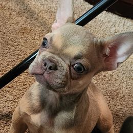Girl 2 - Blue fawn female French Bulldog puppy in Charlotte, North Carolina from FrenchKiss Frenchies