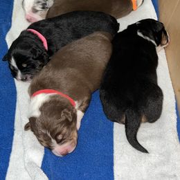 Australian Shepherd and Miniature Australian Shepherd Puppies from KMooreAussies