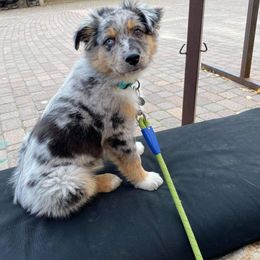 Miniature Australian Shepherd Puppies from Yarborough Kennels