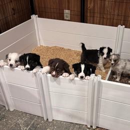 Yin - Dilute blue male Australian Shepherd puppy in Marshfield, Vermont from Discovery Hill Australian Shepherds