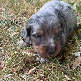 Windsor - Dapple male Dachshund puppy in Salem, Oregon from Longdox Mini Dachshunds