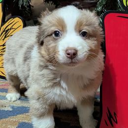 Stabler - Red merle male Miniature Australian Shepherd puppy in Frankfort, Indiana from Haleys Farm