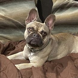 Sage - French Bulldog