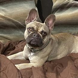Sage - French Bulldog