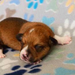Bagel - Red male Pembroke Welsh Corgi puppy in California City, California from PiffNPuffcorgis