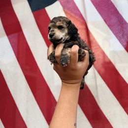 Rhysand - Sable male Poodle puppy in Orem, Utah from First Class Poodles