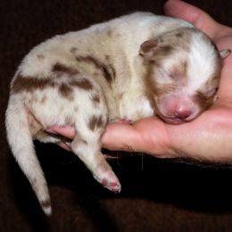 Turkey - Red merle male Australian Shepherd puppy in Belton, Texas from Brilliant Beautiful Australian Shepherds