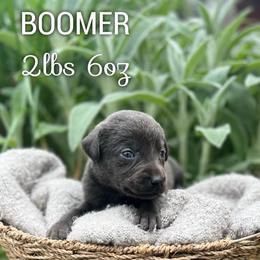 Boomer - Charcoal male Dilute Retriever puppy in Puyallup, Washington from 12 Door Farm Labradors
