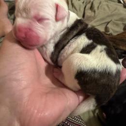 Flashy Brindle Male 1 - Brindle male Boxer puppy in Madras, Oregon from BnT Boxers
