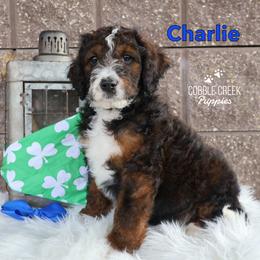 Charlie - Sable male Bernedoodle puppy in Heyworth, Illinois from Cobble Creek Puppies